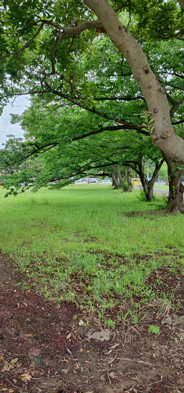 japanphoto