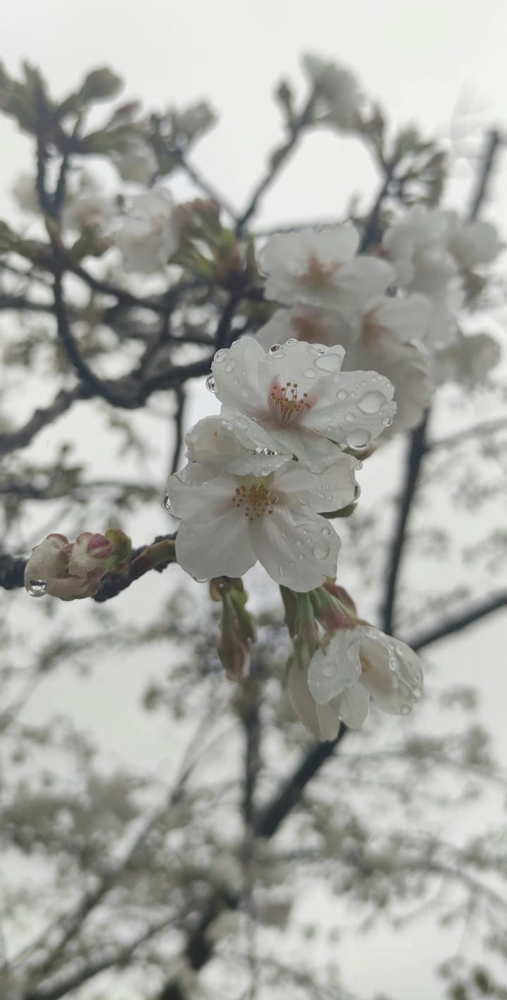 japanphoto