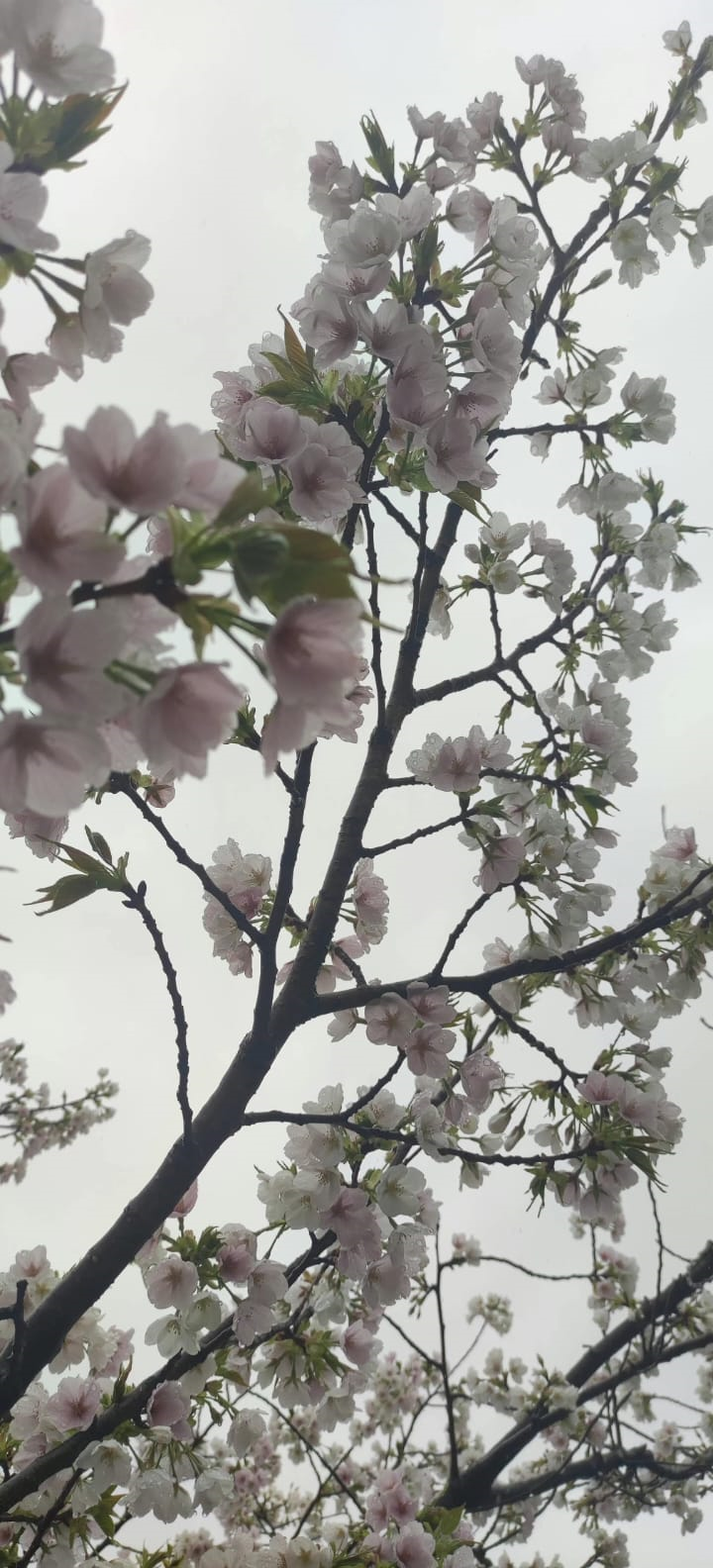 japanphoto